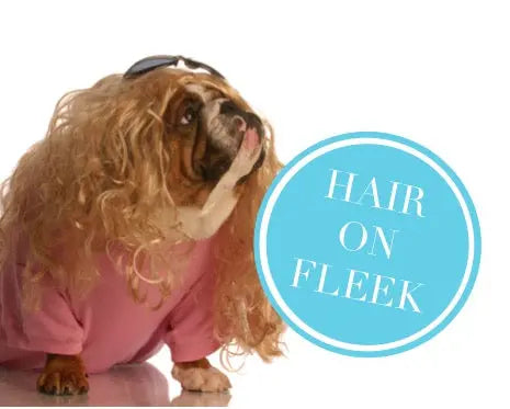 Conditioning Dog Hair Mask DIY Dog Care Dog Blog DOGUE