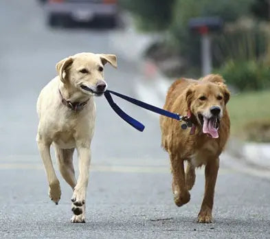 5 dog walking tips