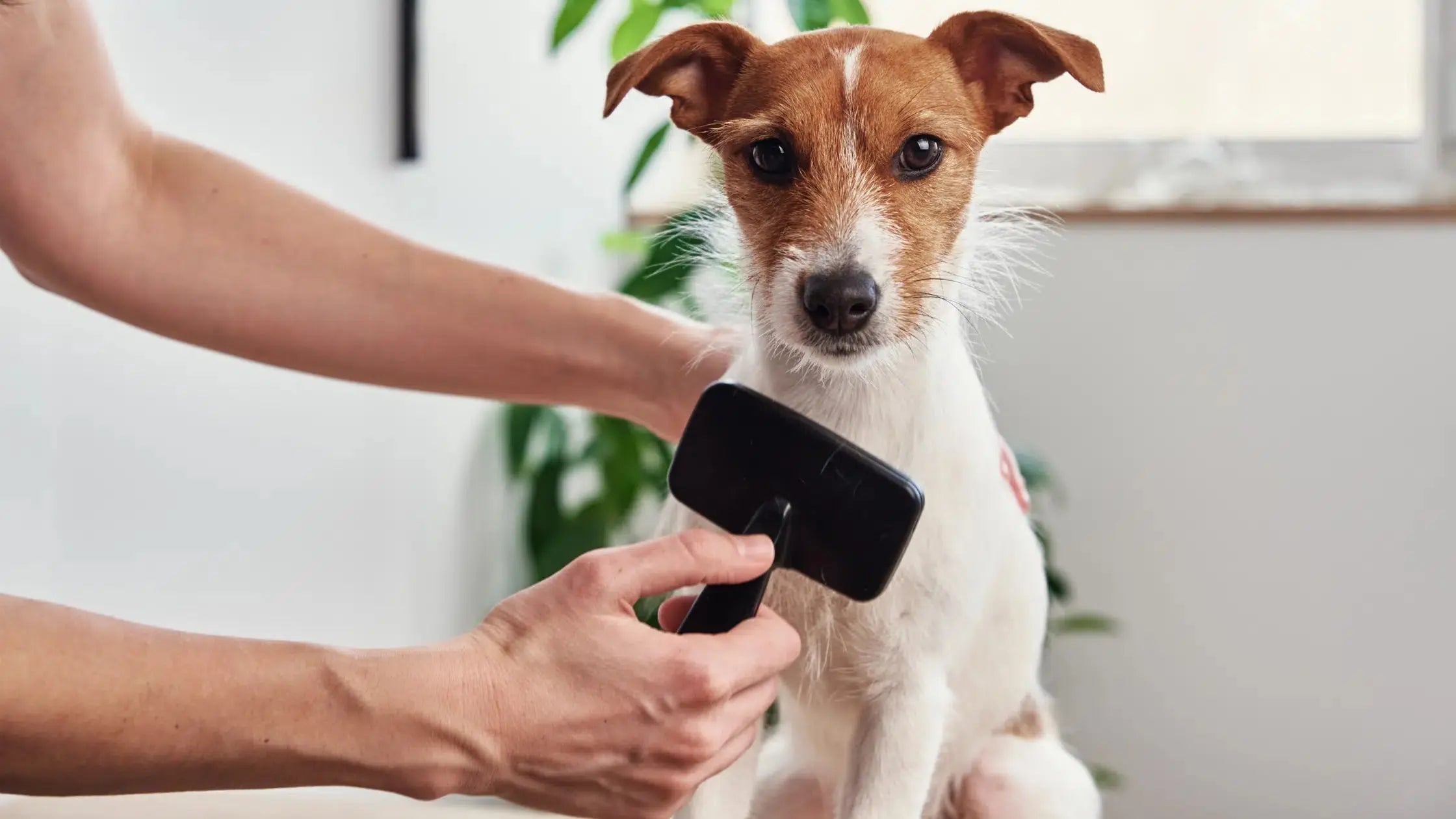 DOGUE Talks Dog Grooming with Groomer Nation | Club DOGUE