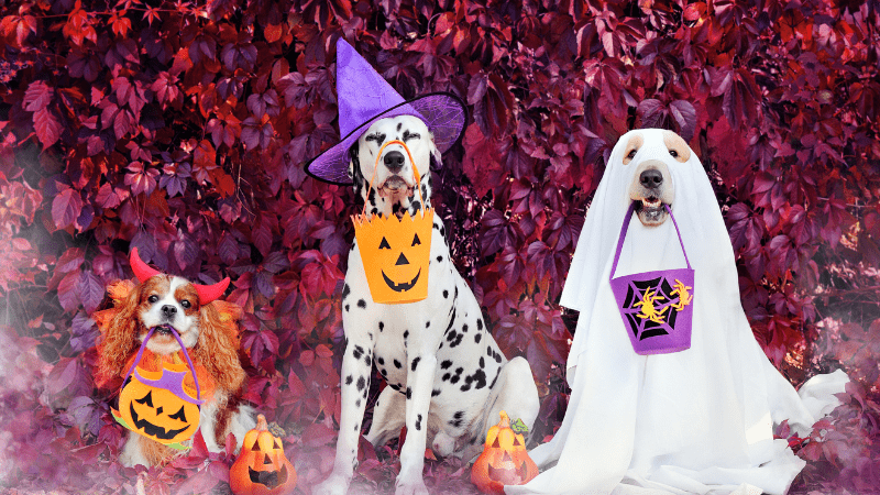 Halloween Safety Tips For Your Pets