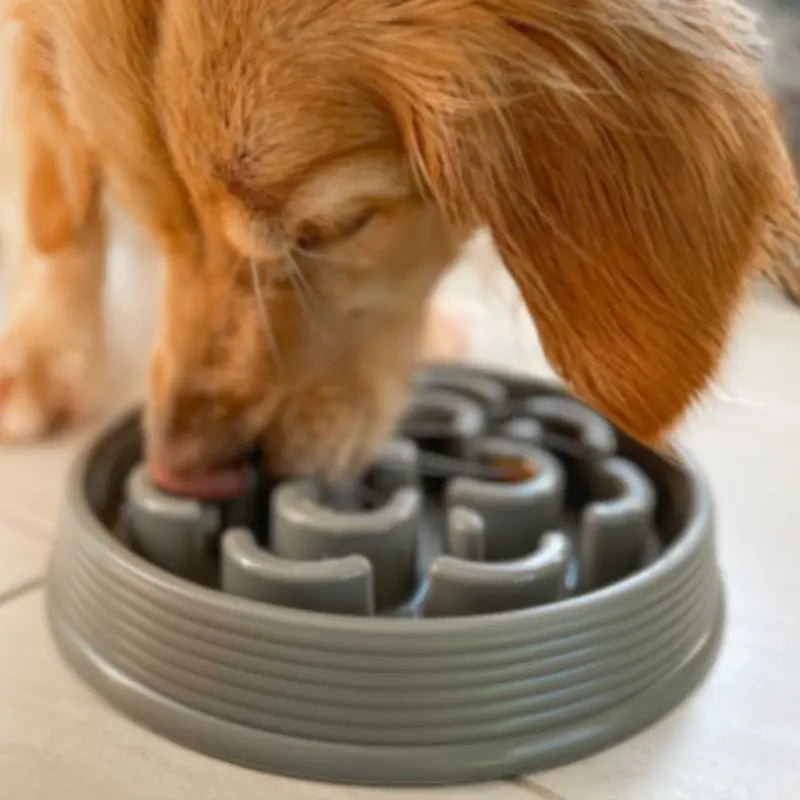 Slow feeder best sale dog bowls australia