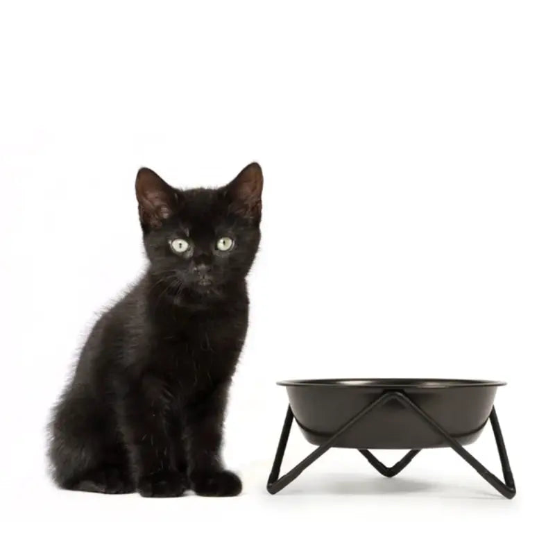 Meow shop cat bowl