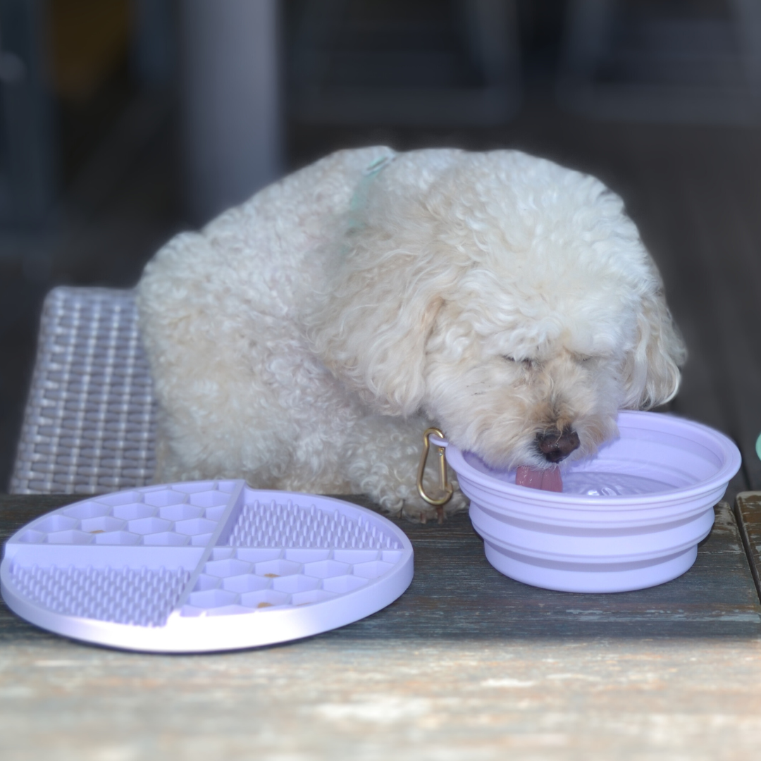 DOGUE Pop Up Travel Dog Bowl