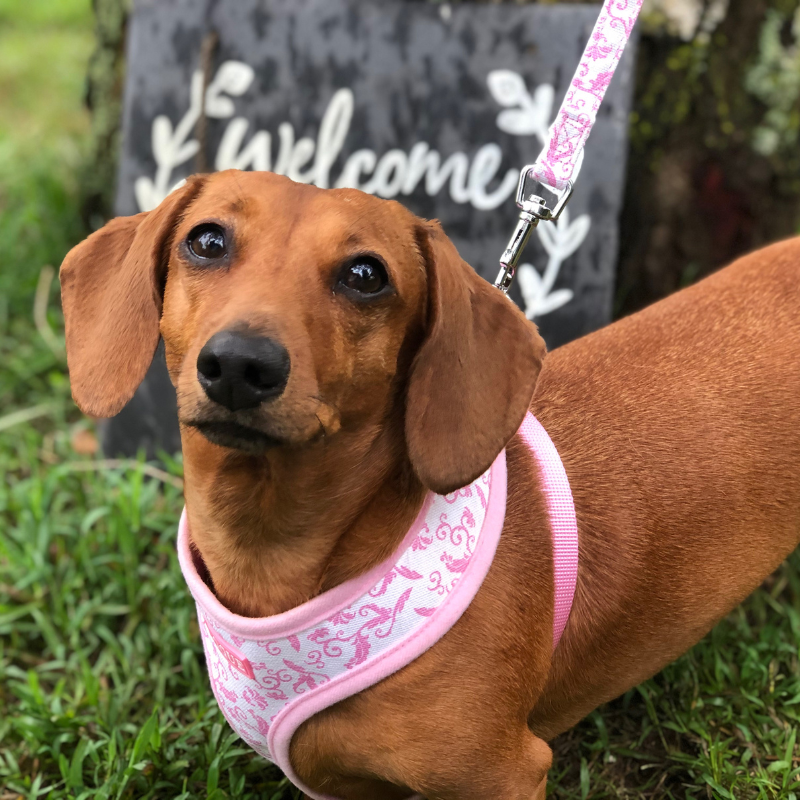 DOGUE Damask Dog Harness - DOGUE