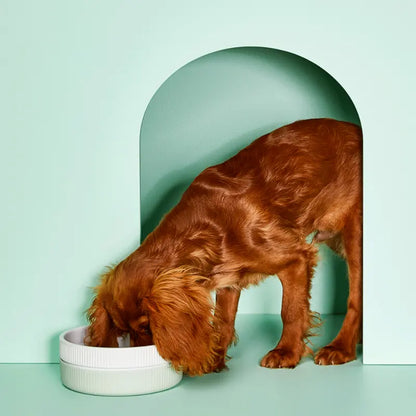 Gummi Ceramic Dog Bowls - DOGUE