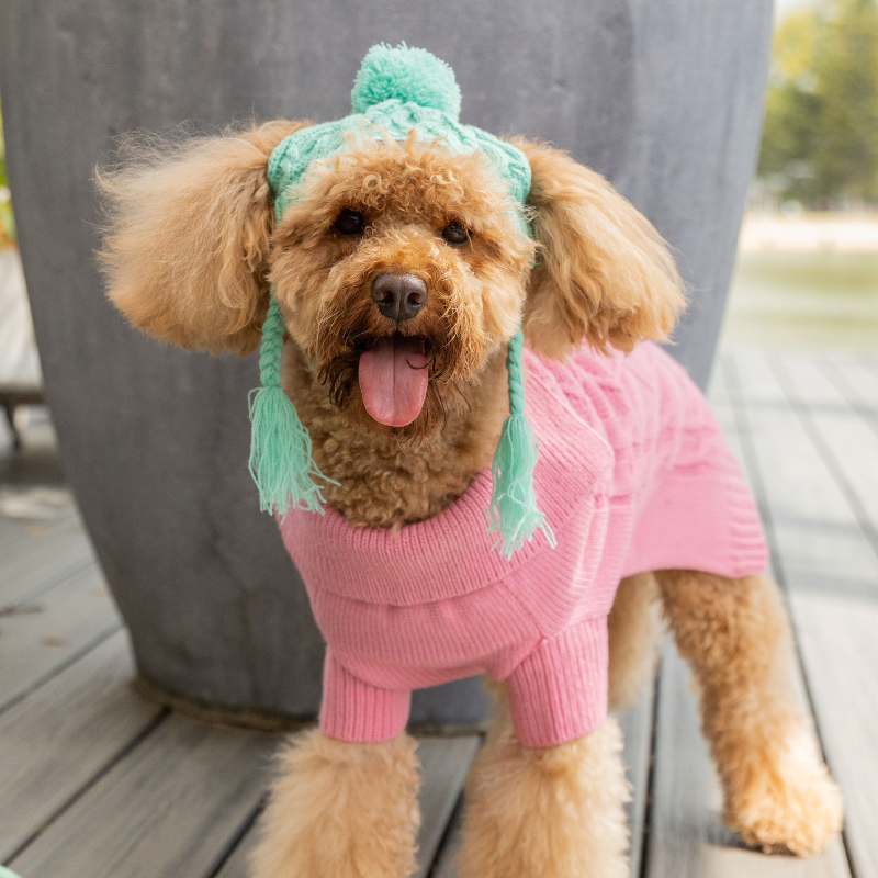 Winter Dog Hat