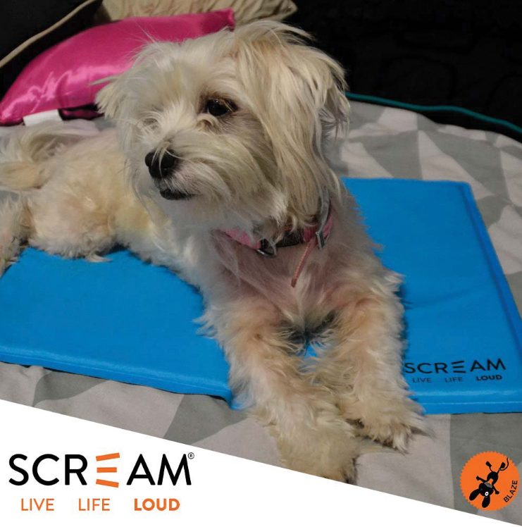 Scream COOL PAD Loud Blue | Buy Online at DOGUE Australia