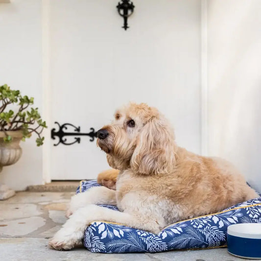 DOGUE Wildflower Dog Cushion | Buy Online at DOGUE Australia