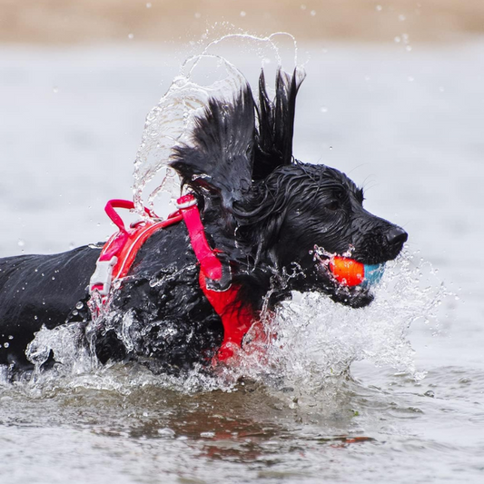 Chuckit! Amphibious Fetch Balls Dog Toy - DOGUE