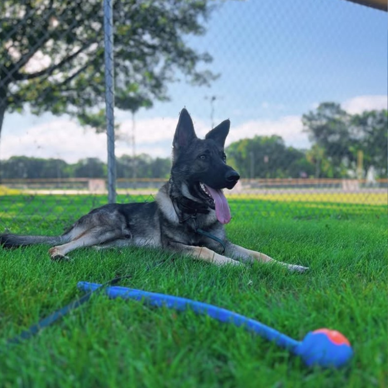 Chuckit! Classic Launcher Dog Toy