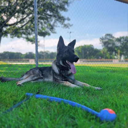 Chuckit! Classic Launcher Dog Toy