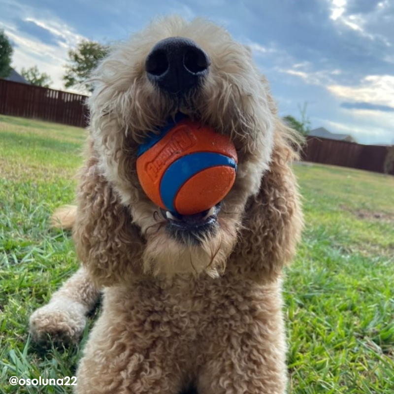 Chuckit! Classic Launcher Dog Toy