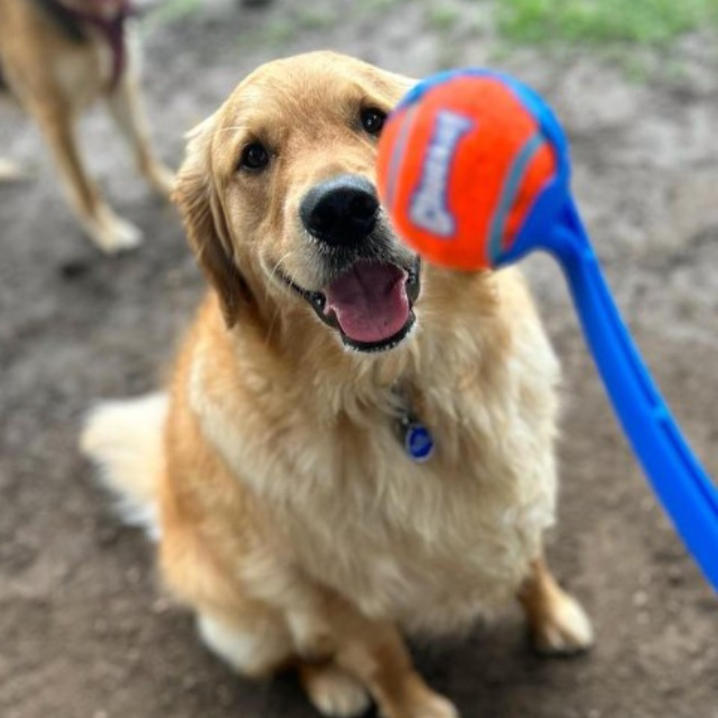 Chuckit! Classic Launcher Dog Toy