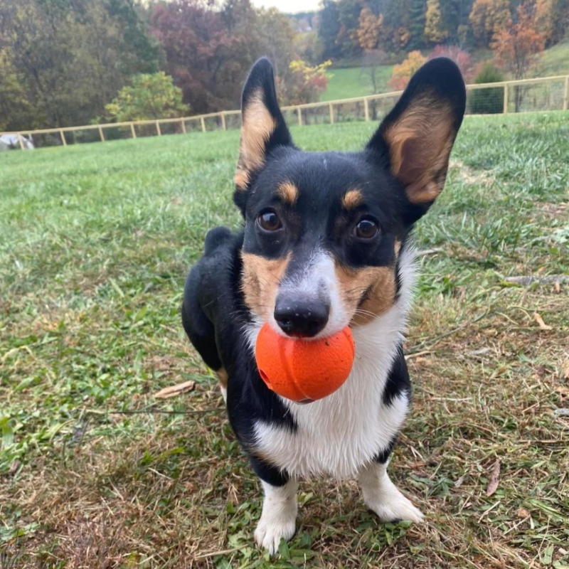 Chuckit! Fetch Ball Dog Toy Medium 2-pack