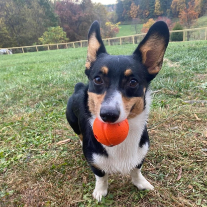 Chuckit! Fetch Ball Dog Toy Medium 2-pack