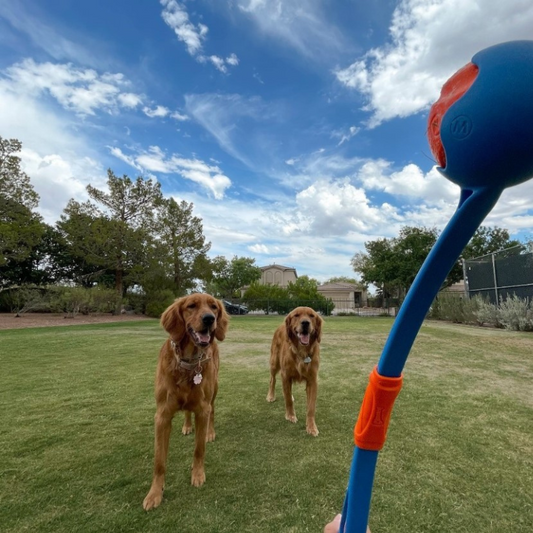 Chuckit! FETCH & FOLD 18M LAUNCHER 30cm Folded (Medium 6cm Balls) | Buy Online at DOGUE Australia