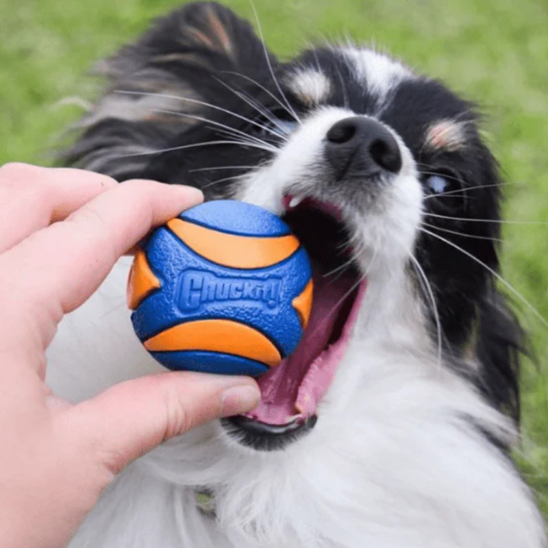 Chuckit! Ultra Squeaker Ball Dog Toy 2-pack - DOGUE