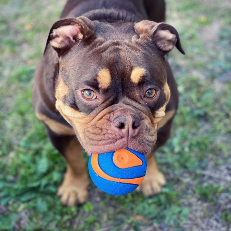 Chuckit! Ultra Squeaker Ball Dog Toy 2-pack - DOGUE