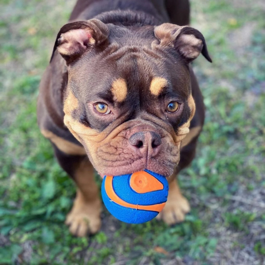 Chuckit! Ultra Squeaker Ball Dog Toy 2-pack