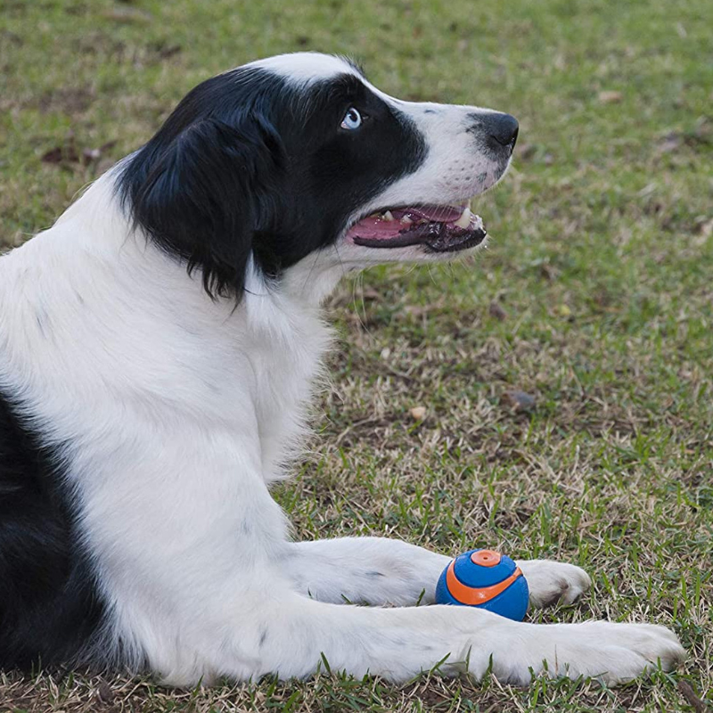 Chuckit! Ultra Squeaker Ball Dog Toy 2-pack