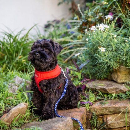 DOGUE Bold Dog Harness