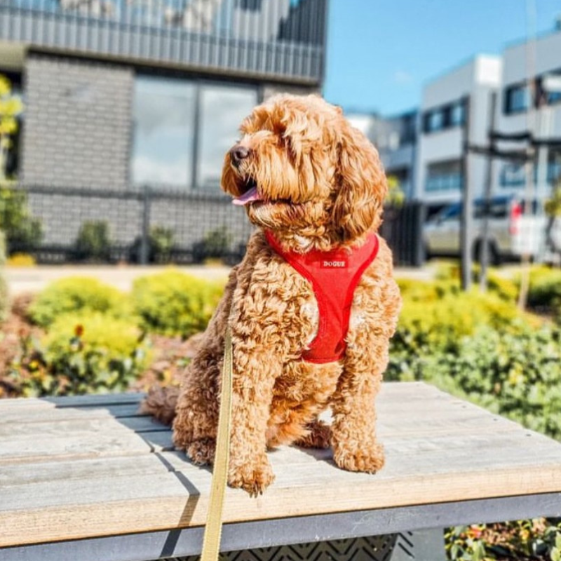 DOGUE Bold Dog Harness