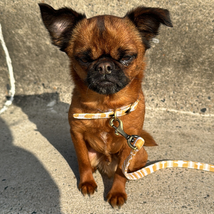 DOGUE Print Dog Collar - DOGUE