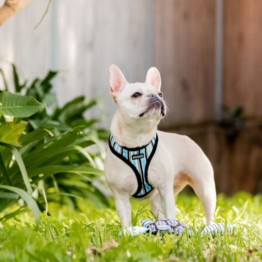 DOGUE Stripe Dog Harness - DOGUE