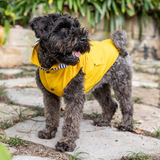 DOGUE Essential Dog Raincoat - DOGUE