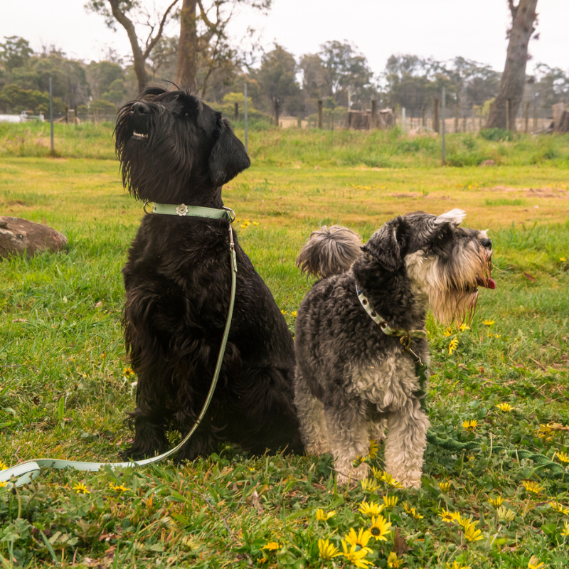 DOGUE Gingham Dog Collar