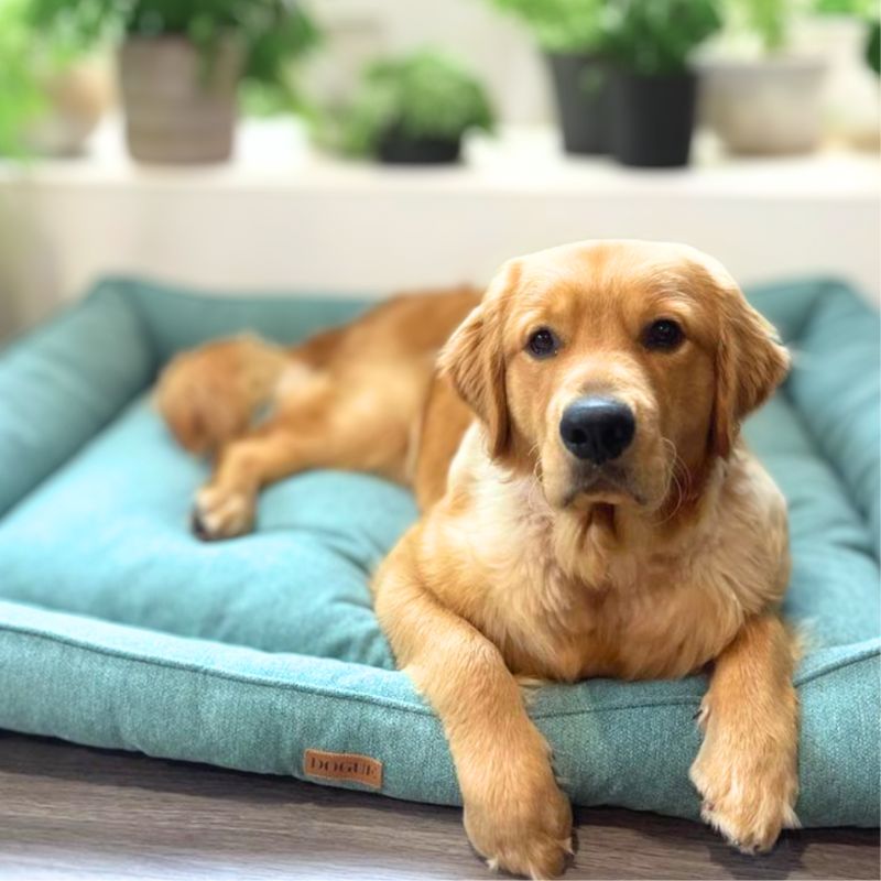 Luxe dog bed sale