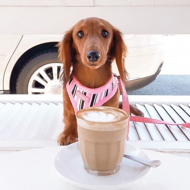 DOGUE Stripe Dog Harness