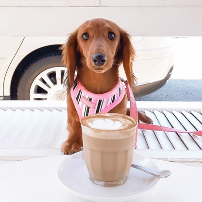 DOGUE Stripe Dog Harness