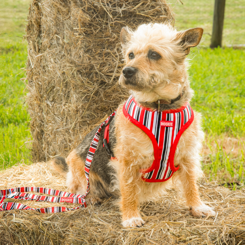 DOGUE Stripe Dog Harness