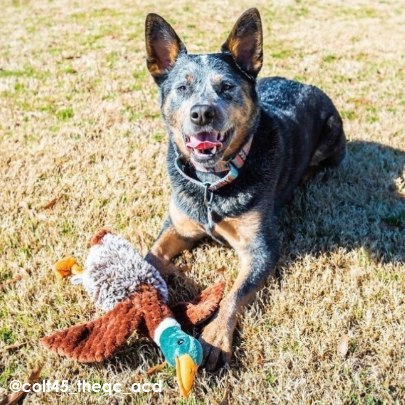 Multipet Migrators Mallard Dog Toy