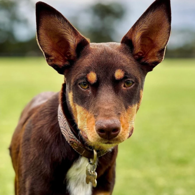 Outback Tails Leather Dog Collar - DOGUE