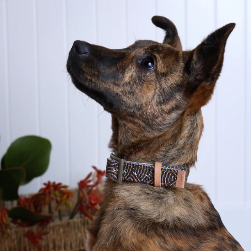 Outback Tails Leather Dog Collar - DOGUE