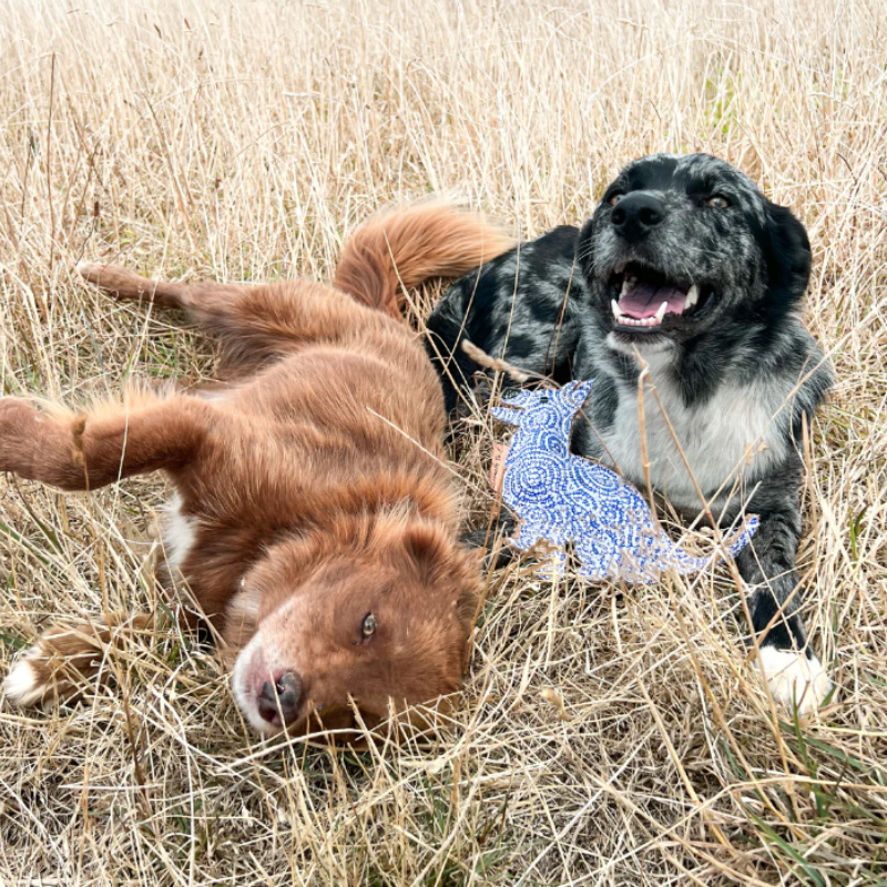 Outback Tails Desert Dog Toy Stinky (Ngama) - DOGUE