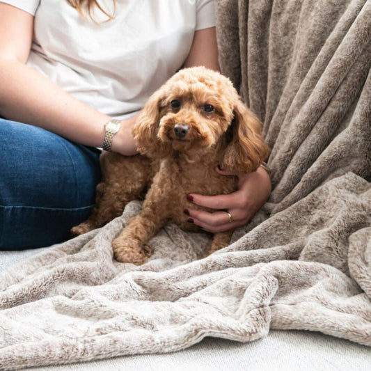 Superior Pet Calming Dog Blanket Latte