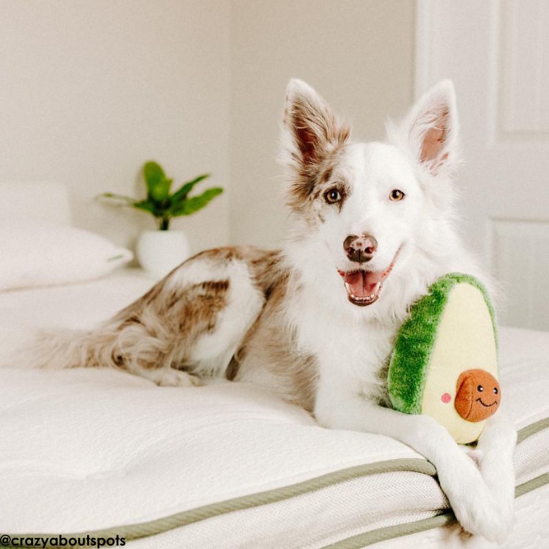 ZippyPaws NomNomz Avocado Dog Toy - DOGUE