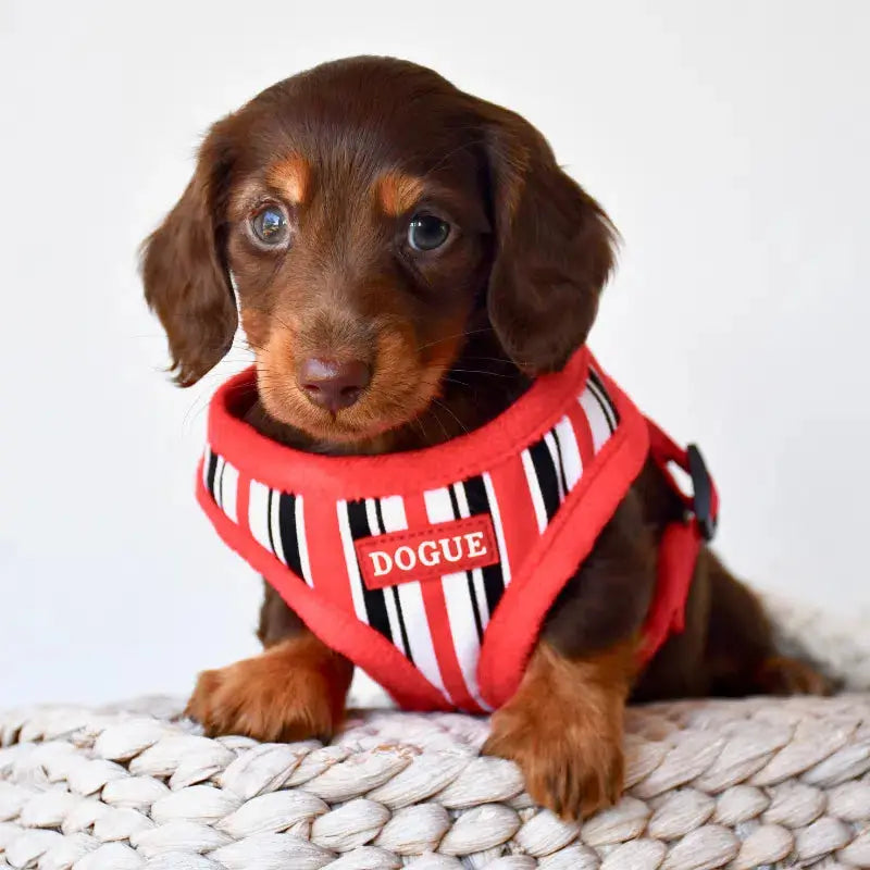 DOGUE Stripe Dog Harness